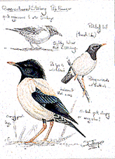 Rose-colored Starling